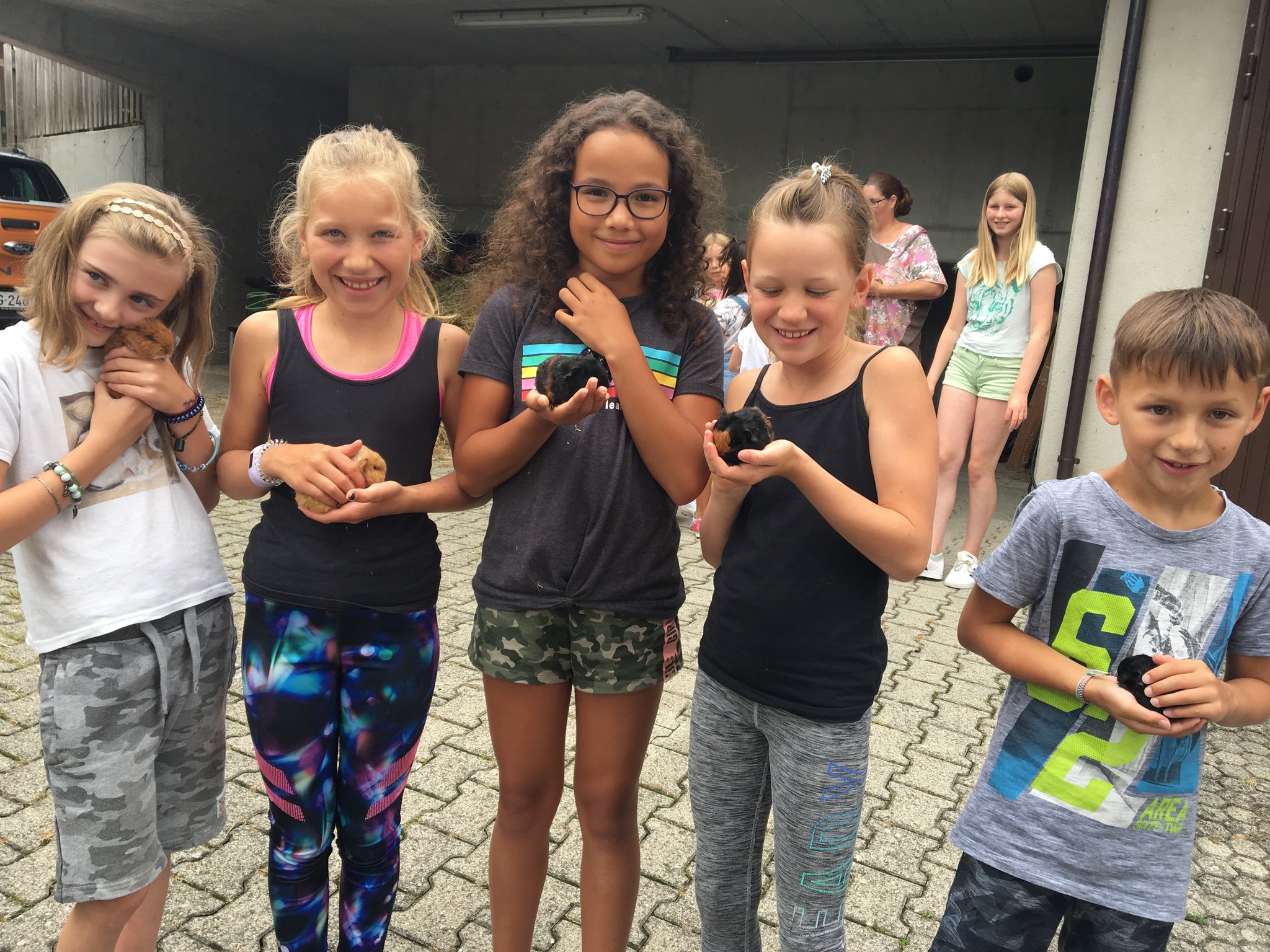 Meerschweinchen und Schlittenhunde