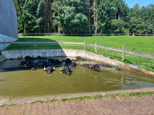 Auf dem Büffelhof