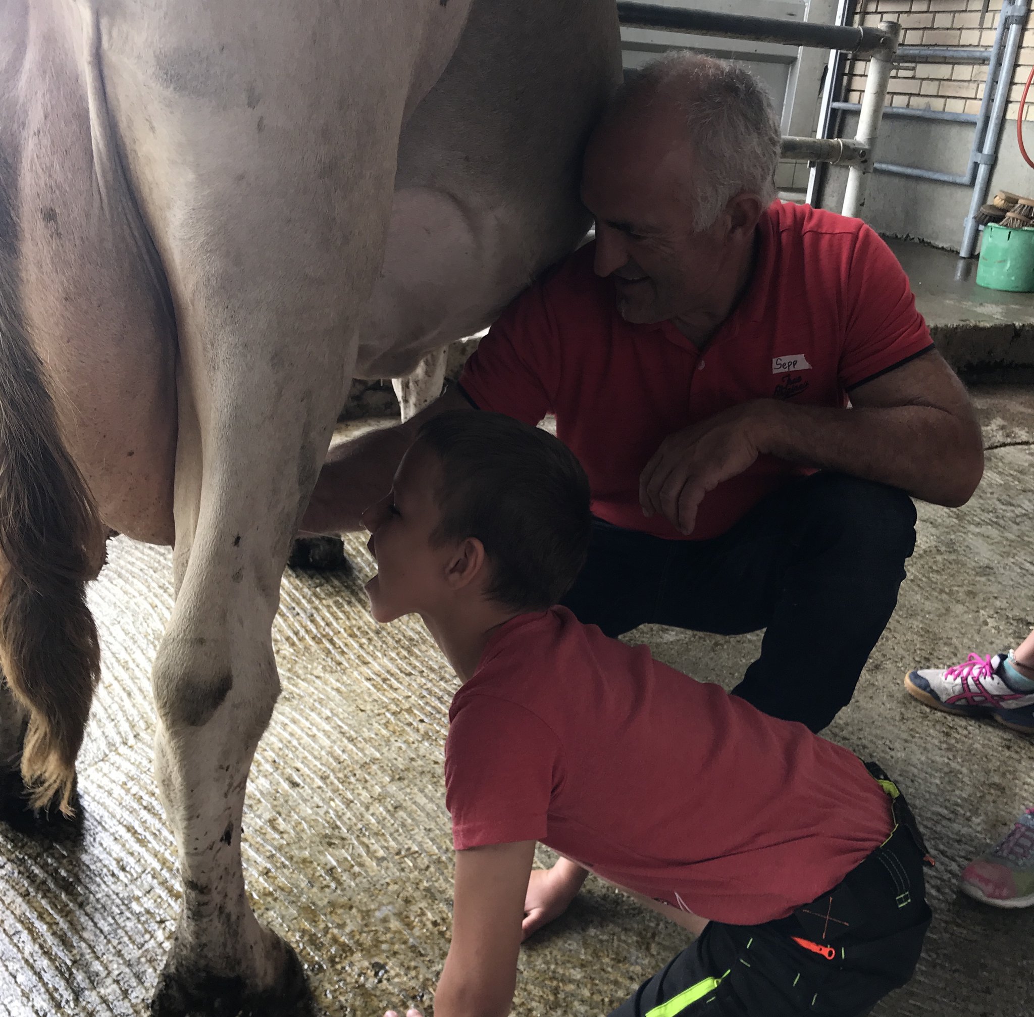 Auf dem Büffel-/Bauernhof