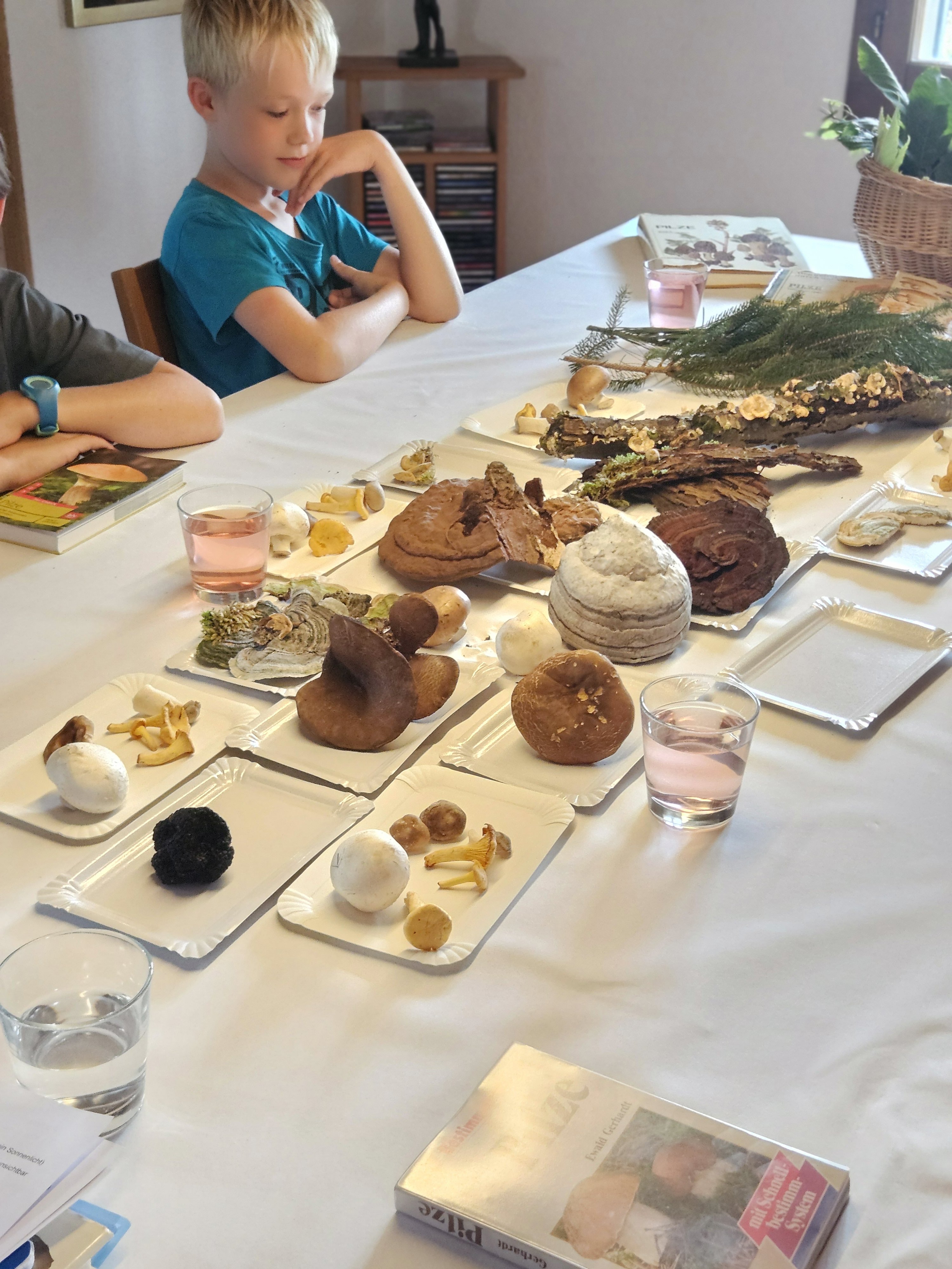 Pilzerkundungstour